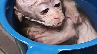 Baby monkey