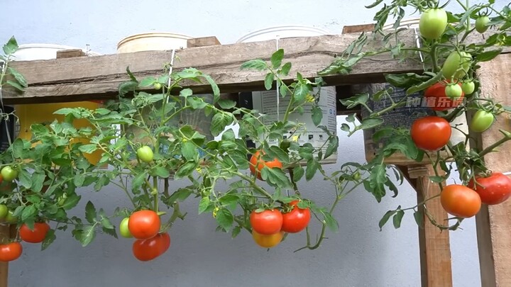 الطريقة الأفضل لزراعة الطماطم، زراعة الطماطم بالمقلوب!!