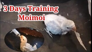 moimoi 3 days training