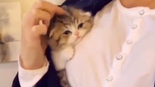 "Apa niat buruk anak kucing? Dia cuma mau dipeluk."