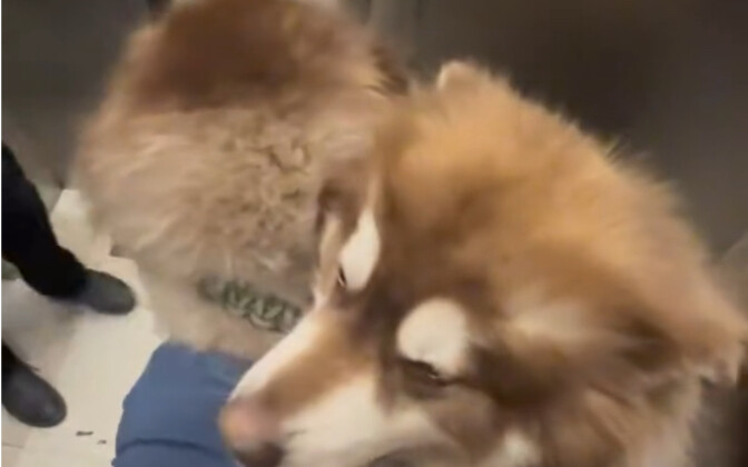 Two Gentle Monsters