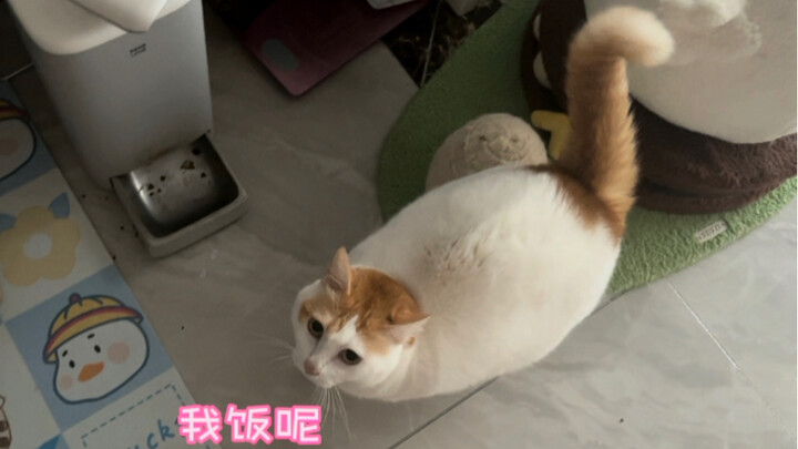 Losing weight gives cats a faint sense of impending doom.