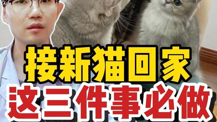 3 Hal Wajib Dilakukan Petugas Kotoran Kucing di Hari Pertama Si Kucing Baru Pulang ke Rumah!