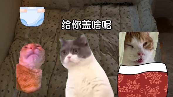 Con trai: Đồ già, mày đợi đấy!