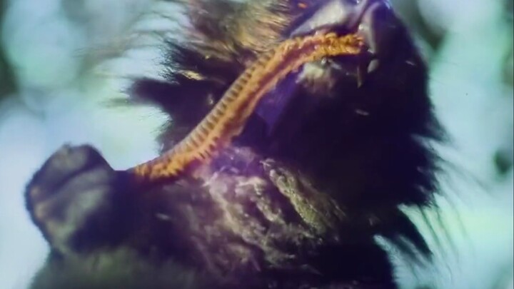 When “Maolou” Gets High on Millipedes: The Addict of the Animal Kingdom — The Aye-Aye