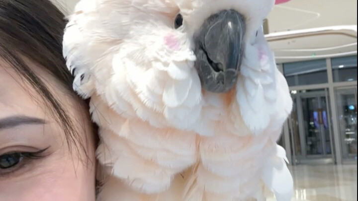 Vẹt nhà tôi mê trung tâm thương mại hơn thiên nhiên!