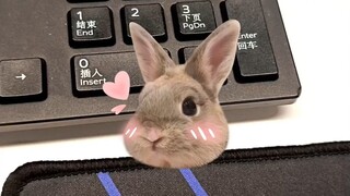 hello