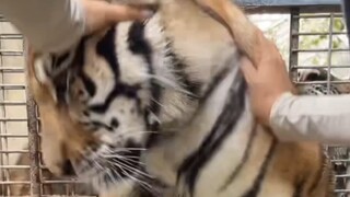 หู่เป่า ทางเข้าพนักงานของคุณไม่ได้อยู่ตรงนี้นะ หนิงฝัน สวนสัตว์ไลฟ์สดบันทึกหน้าจอ เจ้าแม่นมเดิมทีอยา