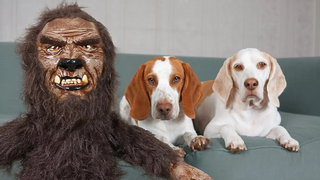 Dogs Rescue Baby Werewolf สุนัขฮัลโลวีนตลก Maymo และ Pot Pie