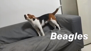Beagle Ini Sangat Pandai Bertengkar [Mengusir Anjing]