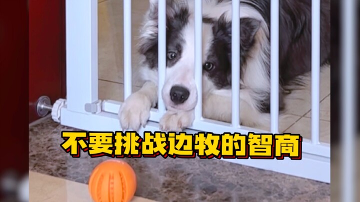 A Border Collie and its owner with limited mobility…