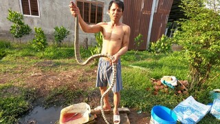 Rắn hổ hèo hầm sả cùng các anh em vườn mít ||VMT