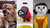 Squid Game Netflix Dogs And Cats - Tik Tok Dog Squid Game|MEOW