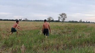 Vịt Cò Luộc Xả Chấm Muối Ớt Lai Rai Buổi Chiều.Góc Làng Quê