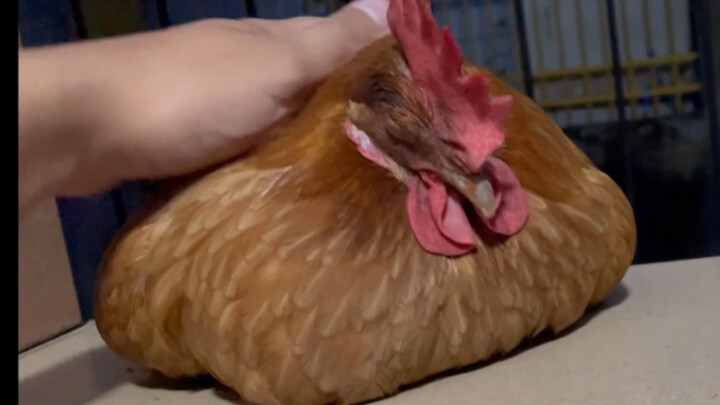 จัดไก่ง่วงทั้งกอง