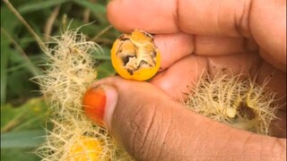 Ciplukan #aneh #nyata #keajaiban #buah #asia #weird #real #asian