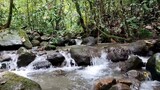Suara Air Mengalir| Langsung Dari Hutan