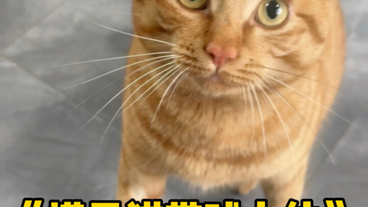 To stay at my place, the tomcat actually got my female cat pregnant???