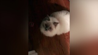 Nài nài cậu gì đó ơi❤️❤️trend tiktok videomeo mèoo meow meo meocute trending