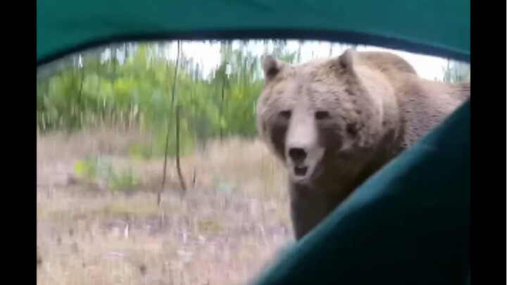 熊：嘿，伙计，你害怕了吗？哈哈哈