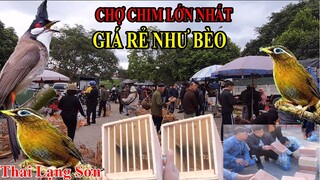 CẬP NHẬN GIÁ CÁC LOẠI CHIM TẠI CHỢ CHIM CẢNH THỨ HOANG LỚN NHẤT MIỀN BẮC GIÁ RẺ NHƯ BÈO