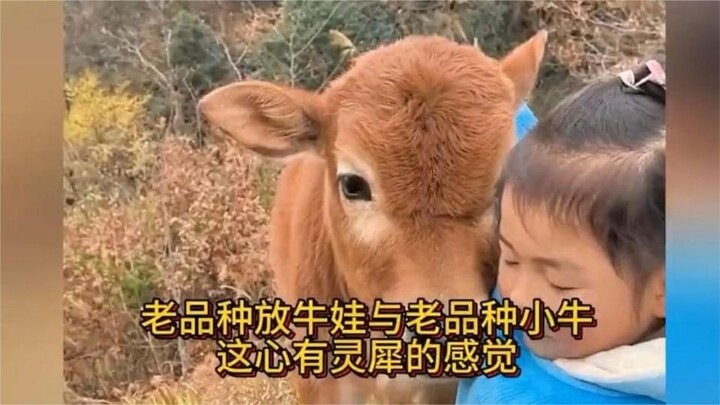 Cô bé thơm chú bê một cái, ai ngờ chú bê lại đỏ mặt xấu hổ, xem một lần là cười một lần 😂