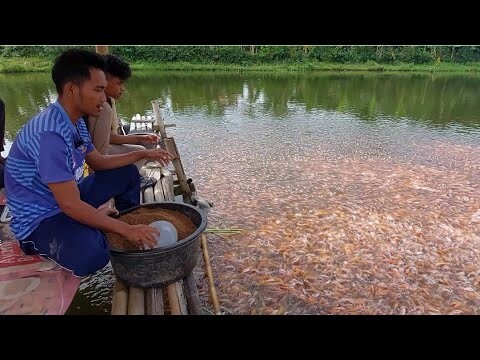 KEREN, ANAK MUDA SUKSES BUDIDAYA IKAN NILA 100.000EKOR DALAM 1PETAK