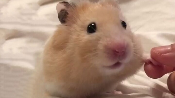 Hold the hamster's paw for a little longer~