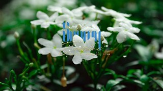 TeaA & Eag14 - SNOWY JASMINE (Decabroda Release)