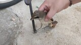 Bird Fell From The Window Rescued By A Guy