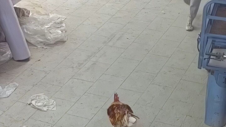 【Warisan Budaya Takbenda】Efek AE – Ayam Bertarung