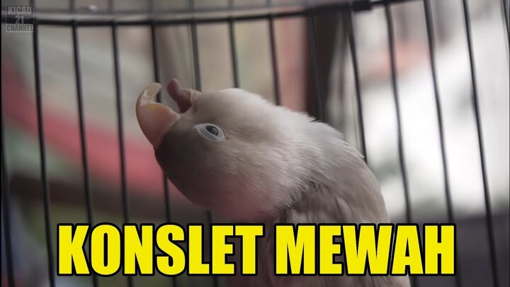 KONSLET || Lovebird BS Mouve