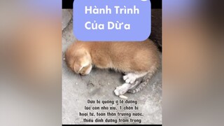 1 sinh mạng được cứu🥰 meocute catstok fyp xuhuong rescuedcat