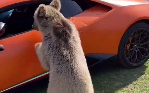 【الدب】 الدب البني يفك باب سيارة صاحبه الرياضية! لكن صاحبه لا يكترث أبدًا!