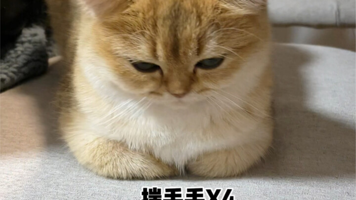 Ngotot nggak mau peduliin aku kalau nggak dikasih ikan kering?