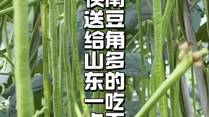 Long beans, long beans, all long beans! Henan has so many long beans we can’t even finish them. I’m 