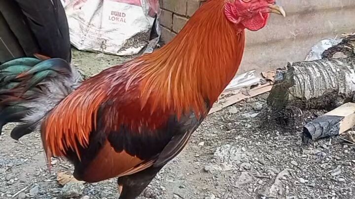 golden boy sweater..