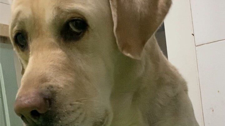 When it’s mealtime, only give the dog one kibble.