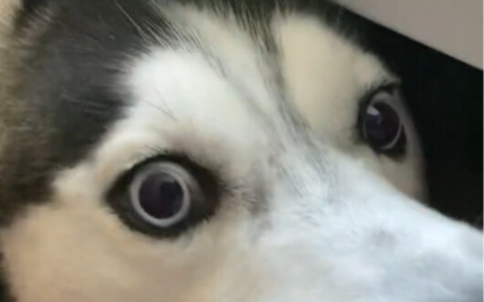 How mean are Huskies?