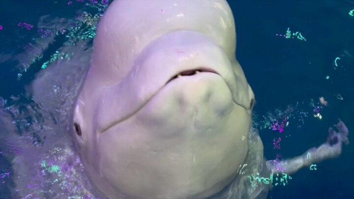 Mebantu Xiao Hei kenalan sama teman baru yang lebih hitam—ngomong-ngomong, bahasa Inggris gue memang