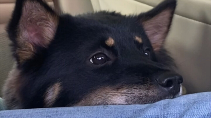 Sebelum memeliharanya, aku tidak tahu bahwa anjing kampung bisa selembut ini.