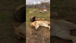 A moment with lion siblings#Destinationdepop #lion #lioness #funnycatsoftiktok #lions #shorts