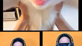 ช่างน่าตกใจ บล็อกเกอร์ต่างชาติกลับเอาแมวของฉันมาทำเป็นเพลง