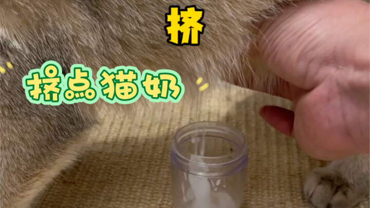 If you can milk cows, why can’t you milk cats?
