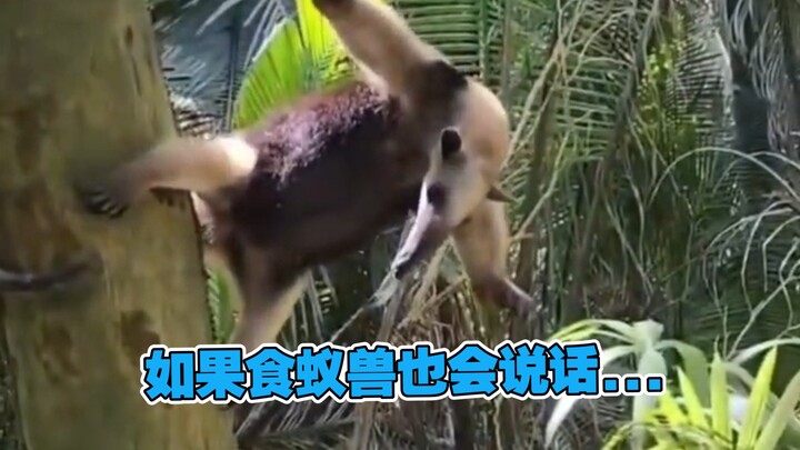 Tôi to như thế này!!