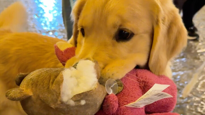 So you’re a Golden Retriever who loves new things but never forgets the old!