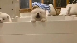 ลูกสุนัขซามอยด์พากันแหกคุก!