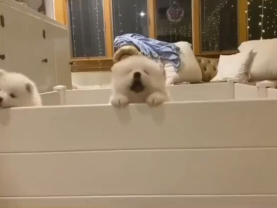 萨摩耶宝宝集体越狱了！