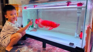 Best time for Feeding Monster Arowana | Amazing Super Red Arowana Fish