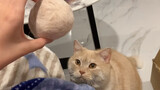 【Fierce The Whole Time】When a Cat Smells Its Hair Ball...